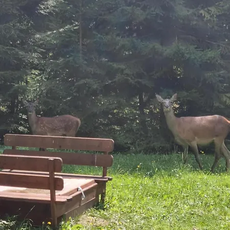 Apartment Lieskovec - V Lese Blizko Zubacky Tatranska Strba