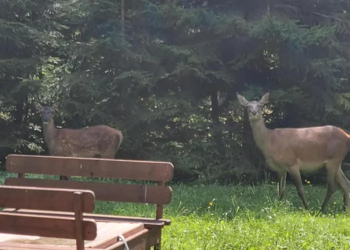 アパート Lieskovec - V Lese Blizko Zubacky タトランスカー・シュトゥルバ